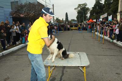 Agility - Destreza canina